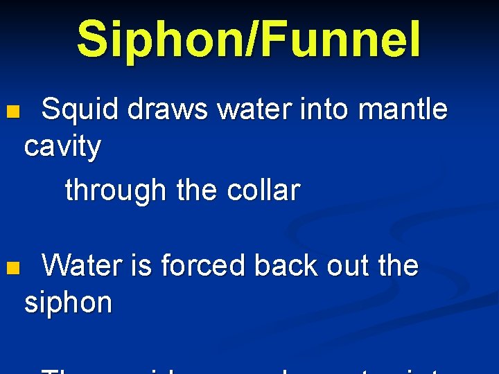 Siphon/Funnel n Squid draws water into mantle cavity through the collar n Water is