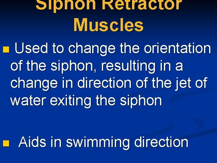 Siphon Retractor Muscles n n Used to change the orientation of the siphon, resulting