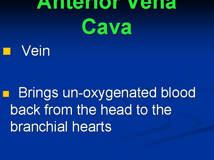 Anterior Vena Cava n Vein n Brings un-oxygenated blood back from the head to