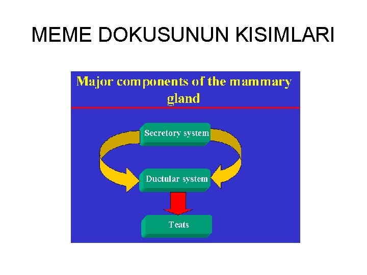 MEME DOKUSUNUN KISIMLARI 