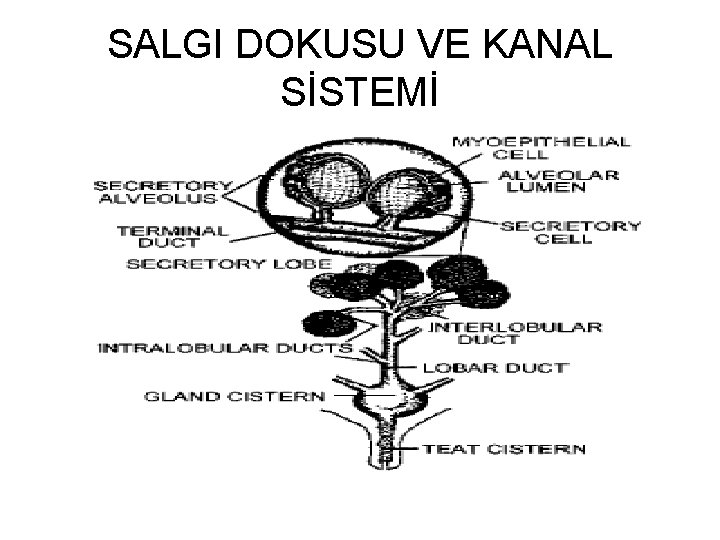 SALGI DOKUSU VE KANAL SİSTEMİ 