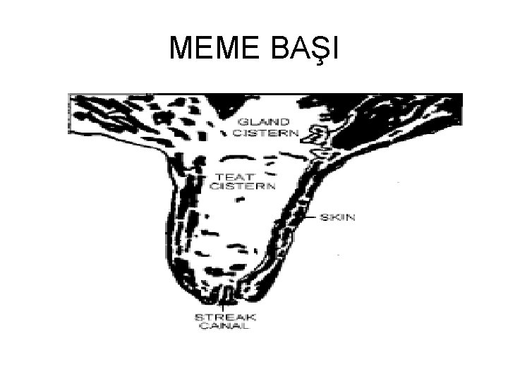 MEME BAŞI 