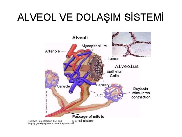 ALVEOL VE DOLAŞIM SİSTEMİ 