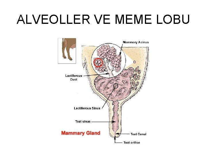 ALVEOLLER VE MEME LOBU 