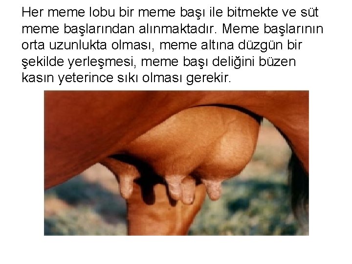 Her meme lobu bir meme başı ile bitmekte ve süt meme başlarından alınmaktadır. Meme