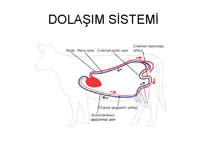 DOLAŞIM SİSTEMİ 