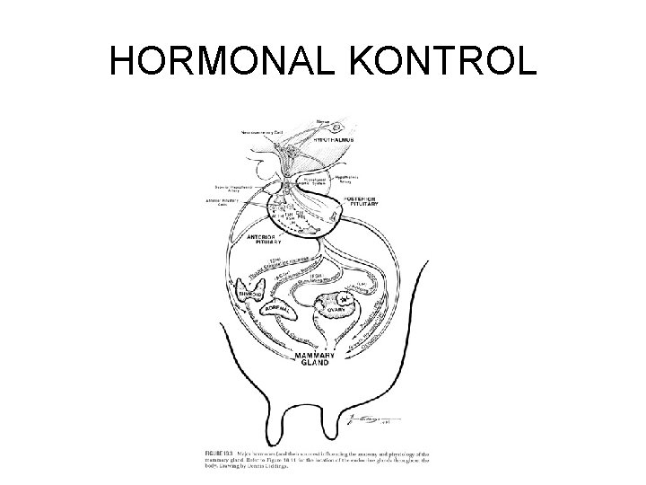 HORMONAL KONTROL 