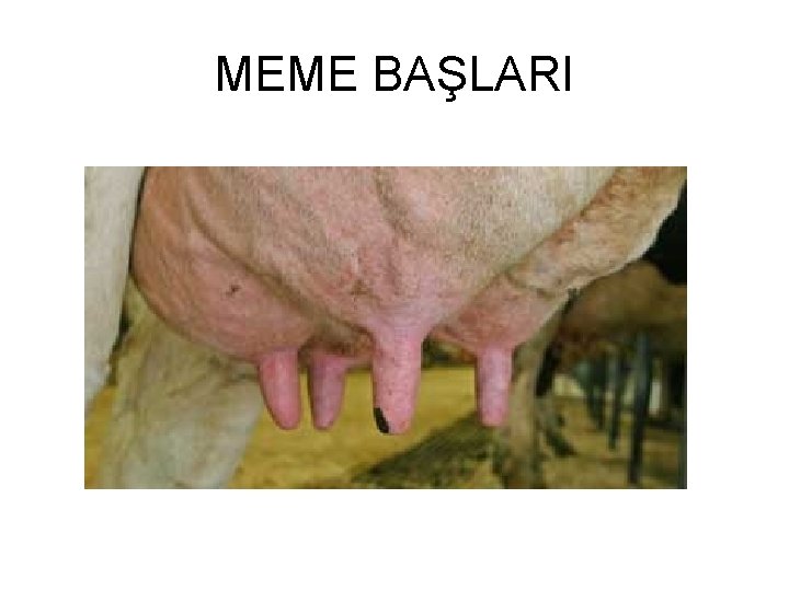 MEME BAŞLARI 