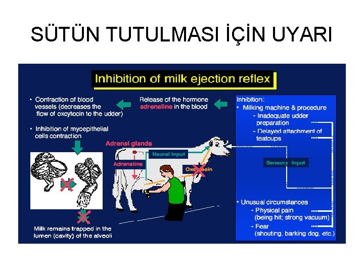 SÜTÜN TUTULMASI İÇİN UYARI 