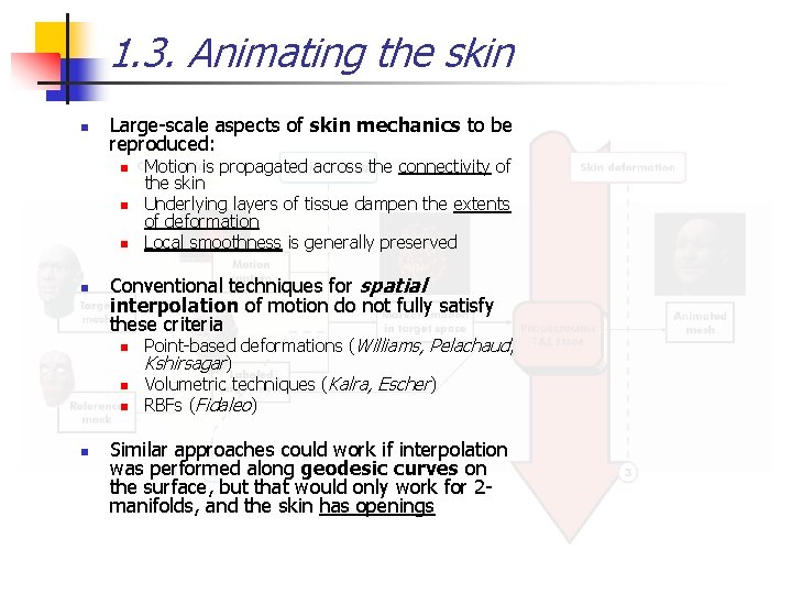 1. 3. Animating the skin n Large-scale aspects of skin mechanics to be reproduced: