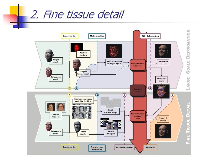 2. Fine tissue detail 