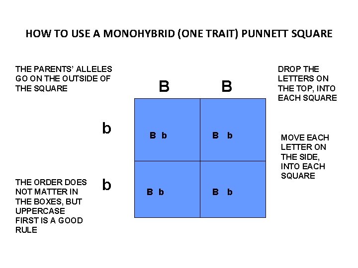 HOW TO USE A MONOHYBRID (ONE TRAIT) PUNNETT SQUARE THE PARENTS’ ALLELES GO ON