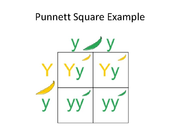 Punnett Square Example 