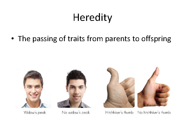 Heredity • The passing of traits from parents to offspring 