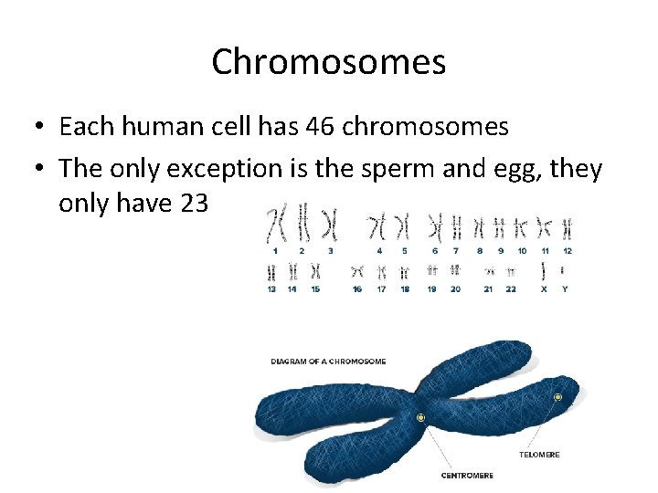 Chromosomes • Each human cell has 46 chromosomes • The only exception is the
