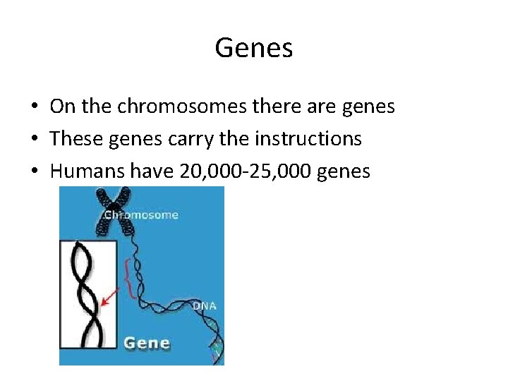 Genes • On the chromosomes there are genes • These genes carry the instructions
