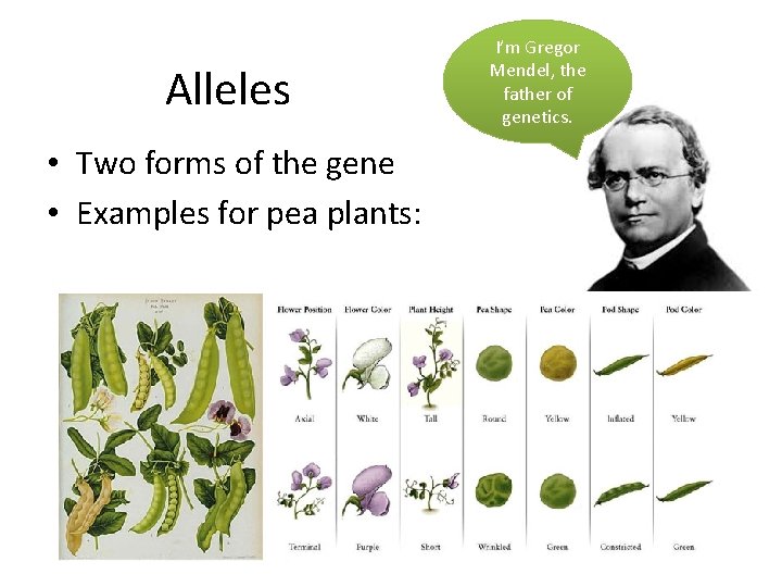 Alleles • Two forms of the gene • Examples for pea plants: I’m Gregor