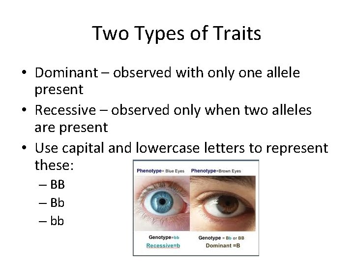Two Types of Traits • Dominant – observed with only one allele present •