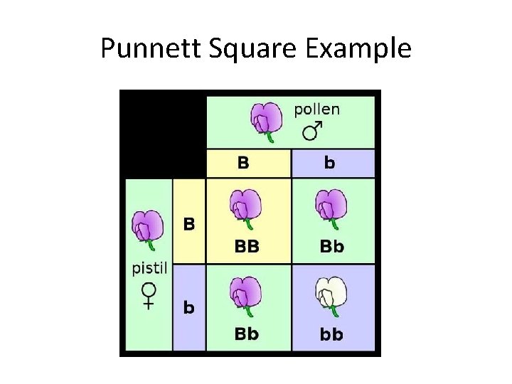 Punnett Square Example 