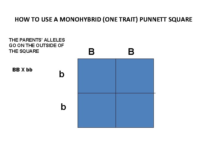 HOW TO USE A MONOHYBRID (ONE TRAIT) PUNNETT SQUARE THE PARENTS’ ALLELES GO ON