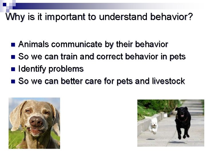 Animal Behavior Intro n Think about your pet