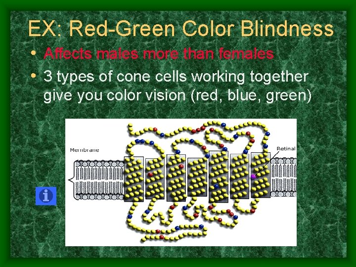 EX: Red-Green Color Blindness • Affects males more than females • 3 types of