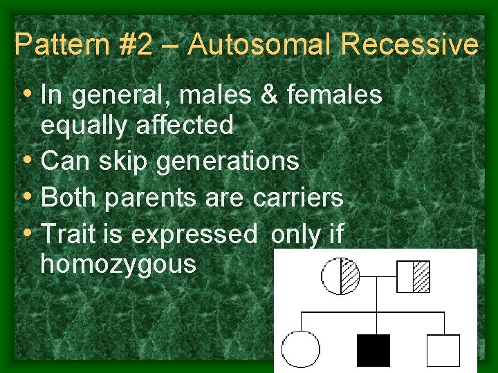 Pattern #2 – Autosomal Recessive • In general, males & females equally affected •