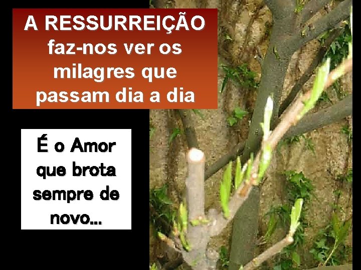 A RESSURREIÇÃO faz-nos ver os milagres que passam dia a dia É o Amor