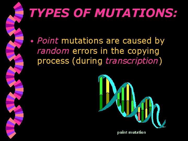 TYPES OF MUTATIONS: w Point mutations are caused by random errors in the copying