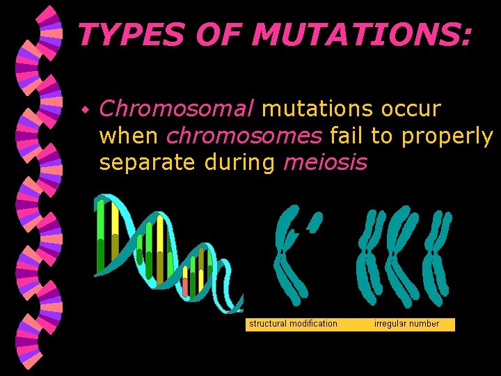 TYPES OF MUTATIONS: w Chromosomal mutations occur when chromosomes fail to properly separate during