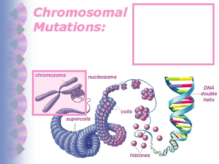 Chromosomal Mutations: chromosome nucleosome DNA double helix coils supercoils histones 