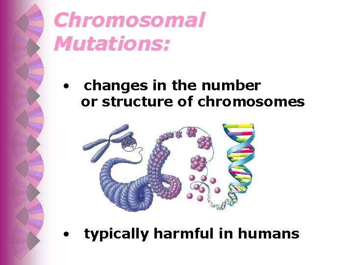 Chromosomal Mutations: • changes in the number or structure of chromosomes • typically harmful