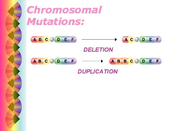 Chromosomal Mutations: DELETION DUPLICATION 