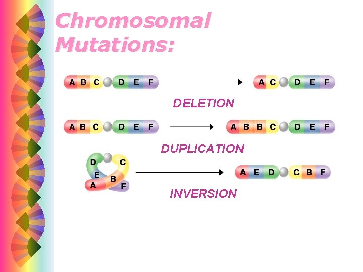 Chromosomal Mutations: DELETION DUPLICATION INVERSION 