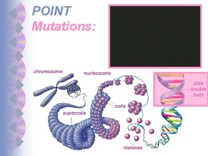 POINT Mutations: chromosome nucleosome DNA double helix coils supercoils histones 