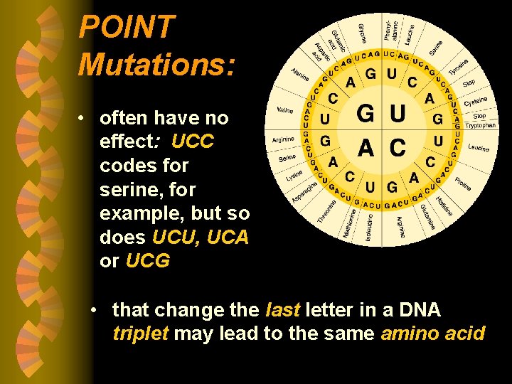 POINT Mutations: • often have no effect: UCC codes for serine, for example, but