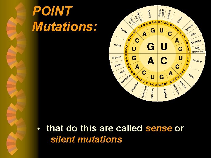 POINT Mutations: • that do this are called sense or silent mutations 
