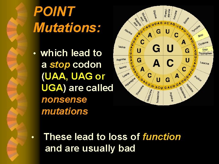 POINT Mutations: • which lead to a stop codon (UAA, UAG or UGA) are