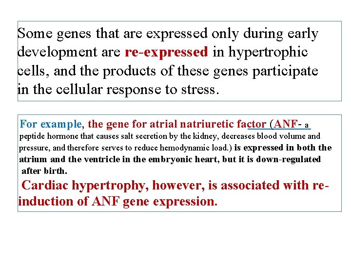 Some genes that are expressed only during early development are re-expressed in hypertrophic cells,