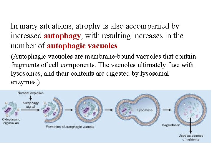 In many situations, atrophy is also accompanied by increased autophagy, with resulting increases in