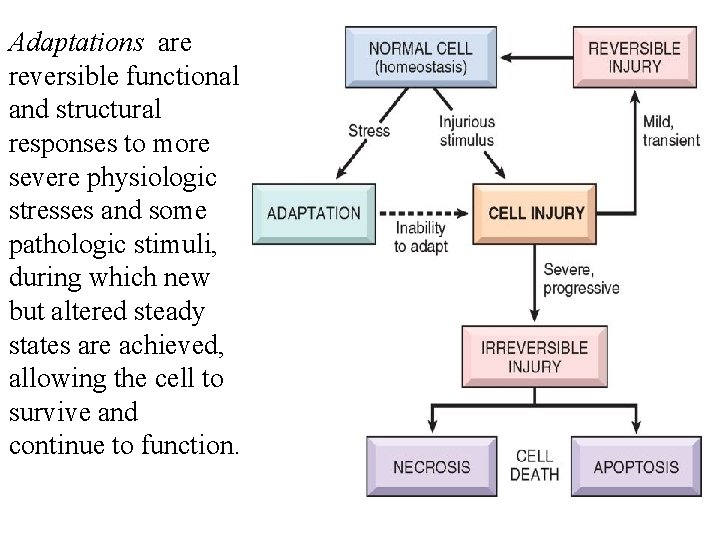 Adaptations are reversible functional and structural responses to more severe physiologic stresses and some