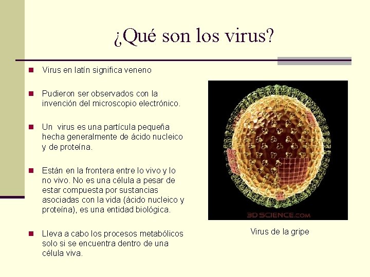 ¿Qué son los virus? n Virus en latín significa veneno n Pudieron ser observados