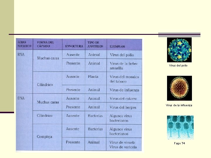 Virus del polio Virus de la influenza Fago T 4 