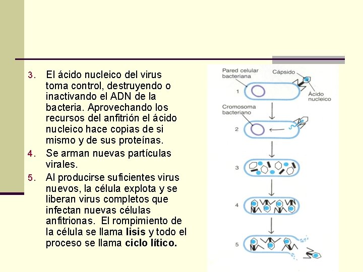 3. 4. 5. El ácido nucleico del virus toma control, destruyendo o inactivando el