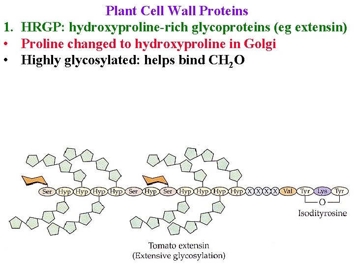 Plant Cell Wall Proteins 1. HRGP: hydroxyproline-rich glycoproteins (eg extensin) • Proline changed to