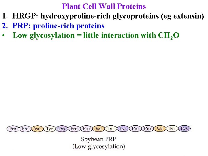 Plant Cell Wall Proteins 1. HRGP: hydroxyproline-rich glycoproteins (eg extensin) 2. PRP: proline-rich proteins