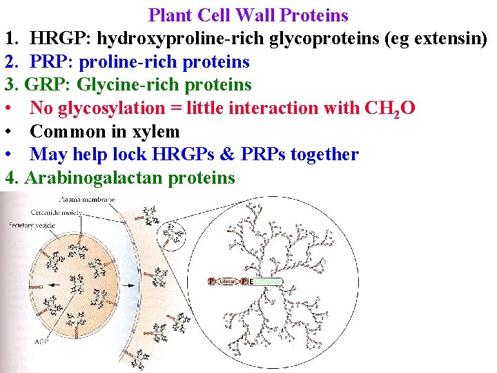 Plant Cell Wall Proteins 1. HRGP: hydroxyproline-rich glycoproteins (eg extensin) 2. PRP: proline-rich proteins