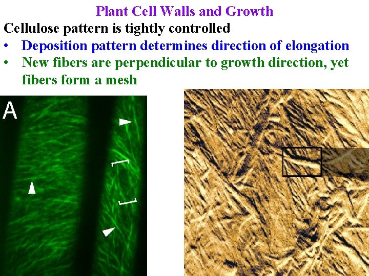 Plant Cell Walls and Growth Cellulose pattern is tightly controlled • Deposition pattern determines