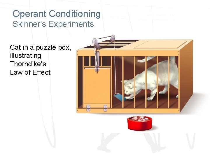 Operant Conditioning Skinner’s Experiments Cat in a puzzle box, illustrating Thorndike’s Law of Effect.