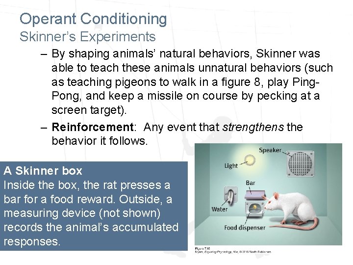 Operant Conditioning Skinner’s Experiments – By shaping animals’ natural behaviors, Skinner was able to